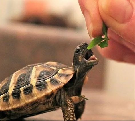 17 Endearing Images Of Animals Eating Food And Loving It - I Can Has Cheezburger? Cute Tortoise, Regnul Animal, Cele Mai Drăguțe Animale, Tortoise Turtle, Cute Turtles, Baby Turtles, A Turtle, Cute Animal Pictures, Cute Creatures