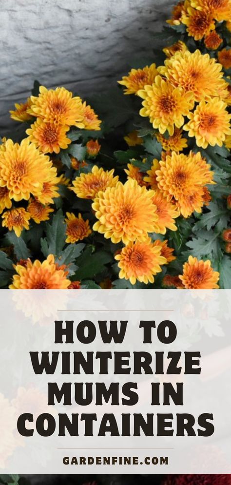 Overwinter Mums In Pots, How To Keep Potted Mums Over Winter, How To Keep Mums Over Winter, Repotting Mums, How To Care For Mums In Pots, Planting Mums In Ground In Fall, Winterize Plants, Basement Gardening, Winterize Garden