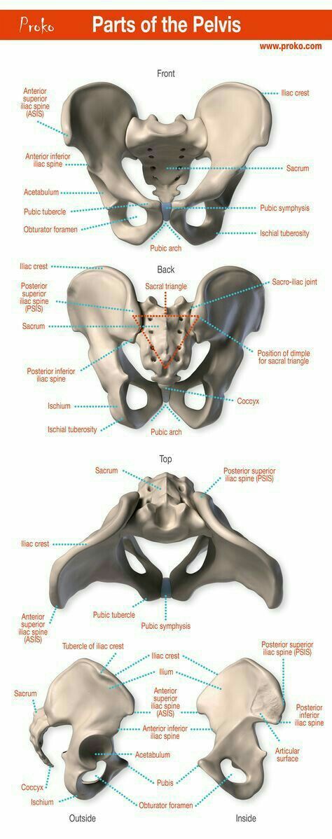 Pelvis Anatomy, Human Skeleton Anatomy, Art Anatomy, Anatomy Bones, Skeleton Anatomy, Basic Anatomy And Physiology, Human Body Anatomy, Muscle Anatomy, Human Anatomy And Physiology