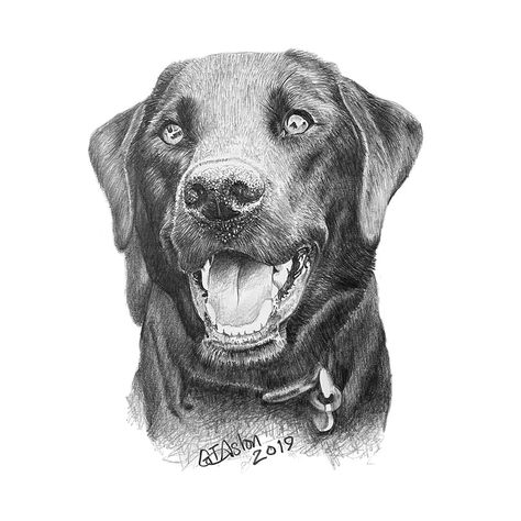 Black Labrador pencil portrait - Garry's Pencil Drawings Labrador Pencil Drawing, Black Labrador Drawing, Black Lab Drawing, Labrador Sketch, Labrador Drawing, Lab Drawing, Pencil Pet Portraits, Drawing Commissions, Labrador Art