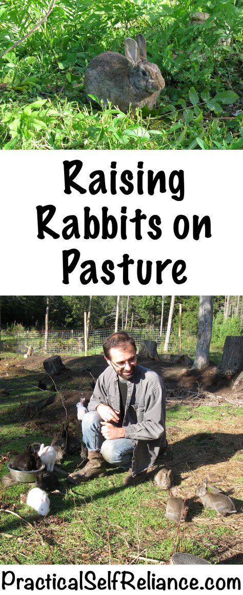 Raising Rabbits on Pasture Farming For Profit, Raising Rabbits For Meat, Pet Rabbit Care, Rabbit Farm, Meat Rabbits, Raising Farm Animals, Raising Rabbits, Rabbit Care, Building A Chicken Coop