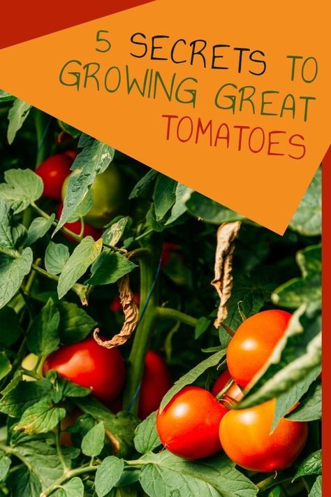 Growing Tomatoes In 5 Gallon Buckets, Raised Tomato Beds, Tomatoes In Pots, Gardening Tomatoes, How To Grow Tomatoes, Plants For Beginners, Tomato Growing, Raised Gardens, Grow Herbs