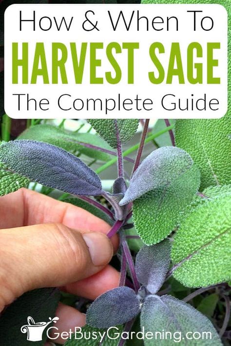 Harvesting Sage, Growing Herbs At Home, Preserve Fresh Herbs, Sage Uses, Dry Sage, Growing Sage, Garden Sage, Sage Plant, Fresh Sage