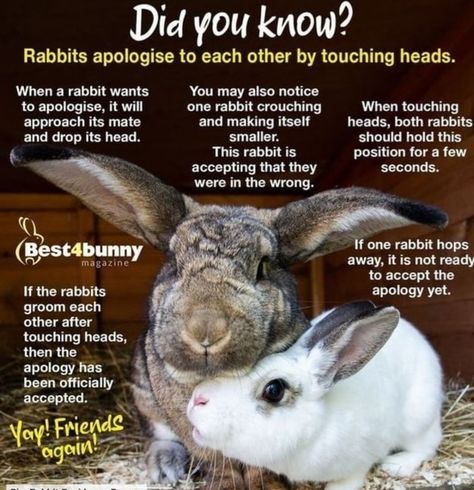 Bunny Behavior, Rabbit Tips, Bunny Care Tips, Bunny Things, Rabbit Facts, Rabbit Behavior, Funny Bunny Videos, Rabbit Stuff, Rabbit Habitat