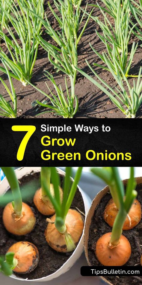 Learn how to start growing spring onions in full sun in your home garden, and soon you'll never need to buy onions from the grocery store again. Our guide includes tips on growing green onions from scraps and how to harvest your vegetables. #green #onions #growing Growing Spring Onions, Growing Green Onions, Grow Green Onions, Regrow Green Onions, Green Onions Growing, Growing Cilantro, Seedlings Indoors, Growing Onions, Planting Onions