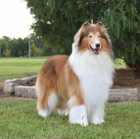 Rough Coat Collie, Rough Collie Dog, Collies Dog, Velcí Psi, Rough Collie Puppy, Collie Breeds, Rough Collies, Collie Puppy, Beautiful Dog Breeds