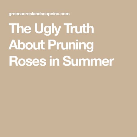 The Ugly Truth About Pruning Roses in Summer Pruning Roses, Rosé Summer, Beautiful Outdoor Spaces, The Ugly Truth, Rose Bush, Delicate Flowers, Healthy Plants, Beautiful Blooms, Delicate Flower