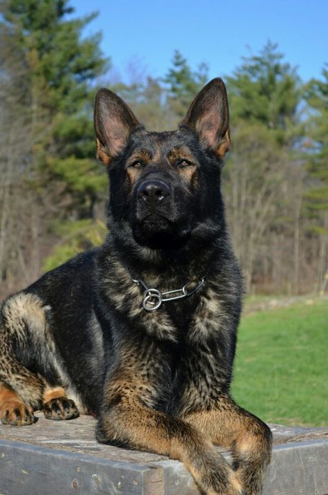 Gorgeous dark/black sable german shepherd http://www.vtgsd.com/ Black Sable German Shepherd, Sable German Shepherd, German Sheperd Dogs, Athletic Dogs, Yorkshire Terrier Puppies, Australian Shepherds, Coban, West Highland Terrier, Dog Activities