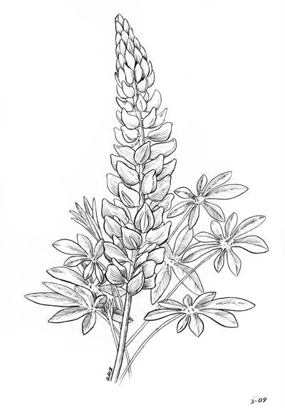 Lupine Flowers, Flower Line Drawings, Flower Drawings, Drawing Flowers, Flower Sketches, Floral Drawing, Painting Flower, Plant Drawing, 문신 디자인