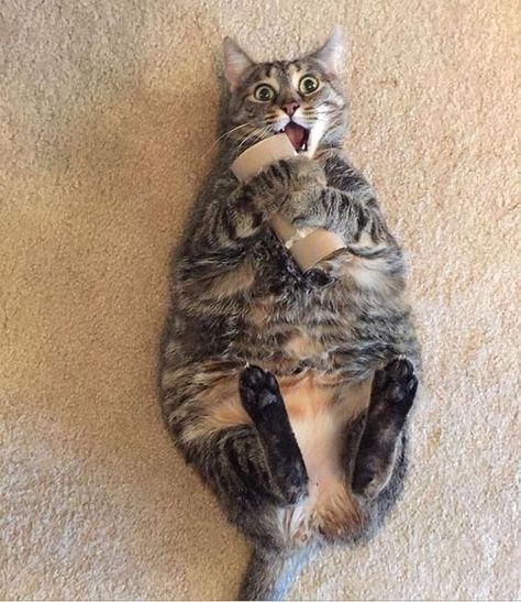 18 Of The Happiest Cats On The Internet - I Can Has Cheezburger? - Funny Cats | Cat Meme | Cat Pictures Cele Mai Drăguțe Animale, Haiwan Peliharaan, Fluffy Cat, Fat Cats, Happy Cat, Cute Kittens, Funny Animal Pictures, Crazy Cat Lady, Beautiful Cats