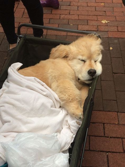 My School Always Brings A Bunch Of Therapy Dogs On Campus During Midterms To Cheer People Up And Look At This Lil Guy That Was On The Diag Today School Tired, Sporting Lisbon, Puppy School, Golden Retriever Mix, 골든 리트리버, Betting Tips, Therapy Dogs, Golden Retriever Puppy, Bacardi