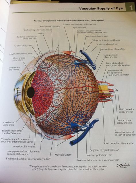 Eyeball Diagram, Eyeball Anatomy, Eye Diagram, Eye Anatomy, Eye Facts, Nursing School Essential, Vet Medicine, Biology Facts, Sacred Science