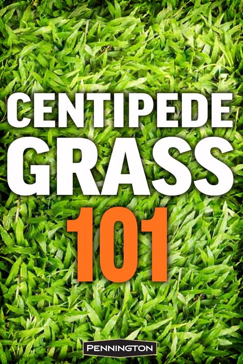 Centipede Grass Care, Centipede Grass Lawn, Herb Garden Stand, Grass Fertilizer, Centipede Grass, Lawn Renovation, Low Maintenance Landscaping Front Yard, Planting Grass, House Maintenance