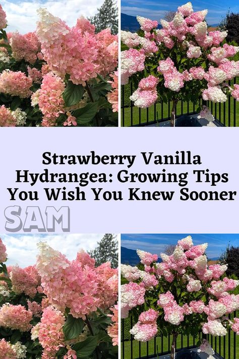 Discover the simple secrets of growing strawberry vanilla hydrangea. From planting to blooming, learn easy-to-follow tips that make gardening a breeze! Vanilla Strawberry Hydrangea, Hydrangea Cake, Strawberry Hydrangea, Hydrangea Tree, Hydrangea Landscaping, Strawberry Tree, Hydrangea Shrub, Outdoor Gardens Landscaping, Hydrangea Bush