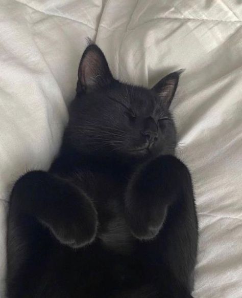 Black Cat Aesthetic, Cat Photos, A Black Cat, Black Kitten, Cute Black Cats, Cat Aesthetic, Cat Wallpaper, Silly Cats, Pretty Cats