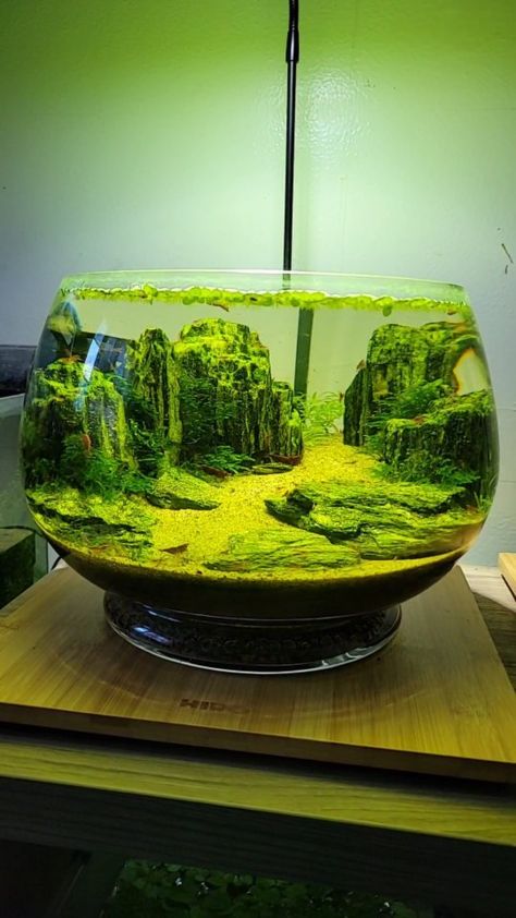 Fish Bowl Aquascape, Bowl Aquascape, Bowl Aquarium, Japanese Rice, Fish Tanks, Aquascaping, Fish Bowl, Betta Fish, Aquariums