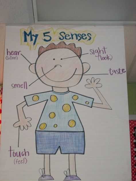 5 Senses Anchor Chart, seeing and identifying senses parts and words All About Me Steam Preschool, 5 Senses Anchor Chart, Senses Anchor Chart, Science Classroom Door, Senses Kindergarten, Five Senses Kindergarten, 5 Senses Craft, 5 Senses Preschool, Classroom Door Ideas