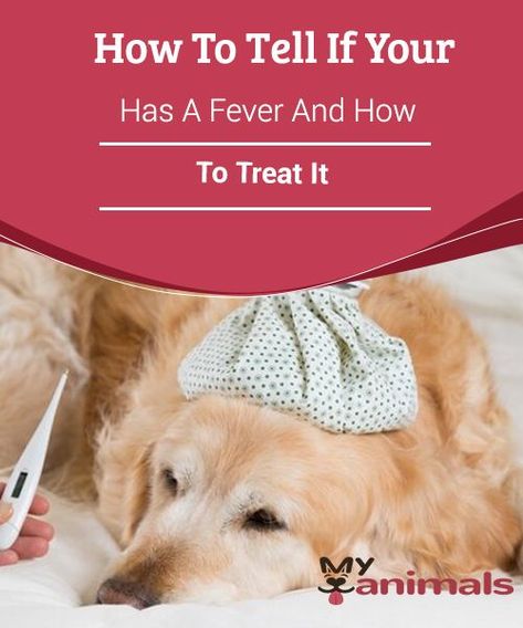 Food For Fever, Break A Fever, Dog Fever, Fever Symptoms, Meds For Dogs, Puppy Fever, Dog Medicine, Doggie Treats, Fever Reducer