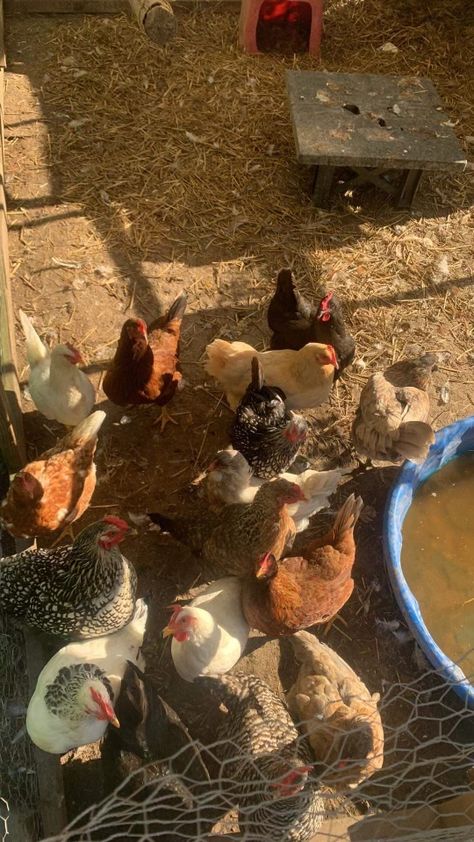 my mommys chickens :) 🐣 Chickens On A Farm, Small Holding Farm Ideas, Summer Farm Aesthetic, Chickens Aesthetic, Feeding Chickens, Chicken Aesthetic, Country Animals, Farmer Life, Farm Chickens