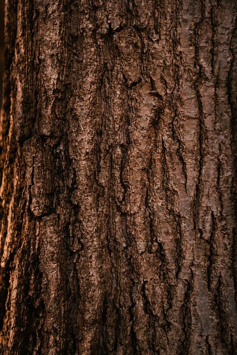 Tree Bark Texture, Tree Textures, Rough Draft, Affinity Photo, Photo Texture, Wood Tree, 3d Texture, Tree Bark, Adobe Photoshop Lightroom