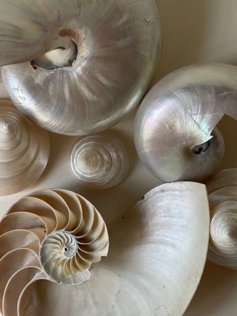 Mises En Page Design Graphique, Spiral Shell, Shotting Photo, White Aesthetic, Beach Girl, Android Wallpaper, Summer Aesthetic, Free Photos, Mood Boards