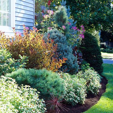 Foundation Plants, Evergreen Landscape, Front Landscape, Evergreen Bush, Broadleaf Evergreen, Evergreen Garden, Foundation Planting, Front Landscaping, Garden Shrubs