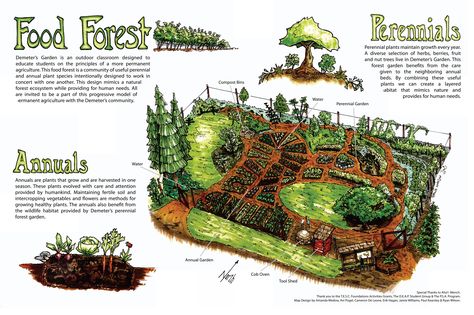 Food forest conceptual diagram by Full Circle Tree Crops :: Urban Food Forestry | Community Fruit Tree and Edible Landscaping Resources Kin House, Food Forest Garden, Permaculture Garden, Benefits Of Gardening, Permaculture Gardening, Permaculture Design, Edible Landscaping, Food Forest, Forest Garden