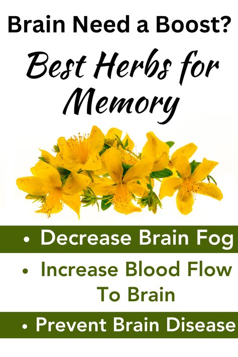 best herbs for memory Memory Medicine, Herbs For Memory, Herbal Cleanse, Brain Memory, Brain Diseases, Boost Memory, Brain Fog, Brain Health, Natural Cosmetics