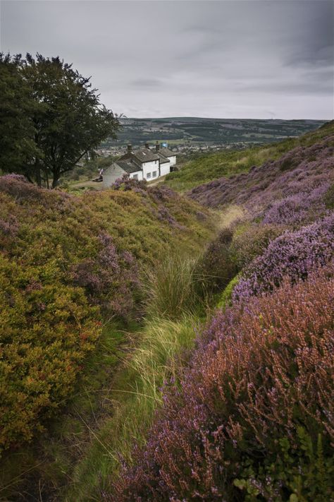 Misty Moors, Rose Gardens, Farm Living, Green Hills, British Countryside, Yorkshire Dales, English Rose, England And Scotland, West Yorkshire