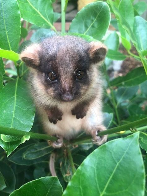 Ringtail Possum, Australia Ringtail Possum, Australian Possum, Australian Mammals, Aussie Animals, Australia Animals, Australian Wildlife, Unusual Animals, Sugar Glider, Australian Animals