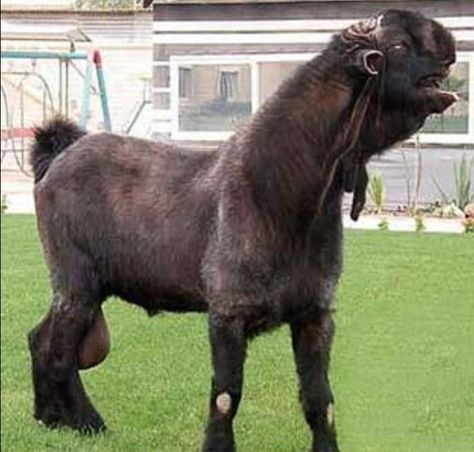 Damascus Goat, Alpine Goats, Creature Inspiration, Eagle Images, Black Cat Marvel, Animal Categories, Fantasy Drawings, Arabian Beauty, Unusual Animals