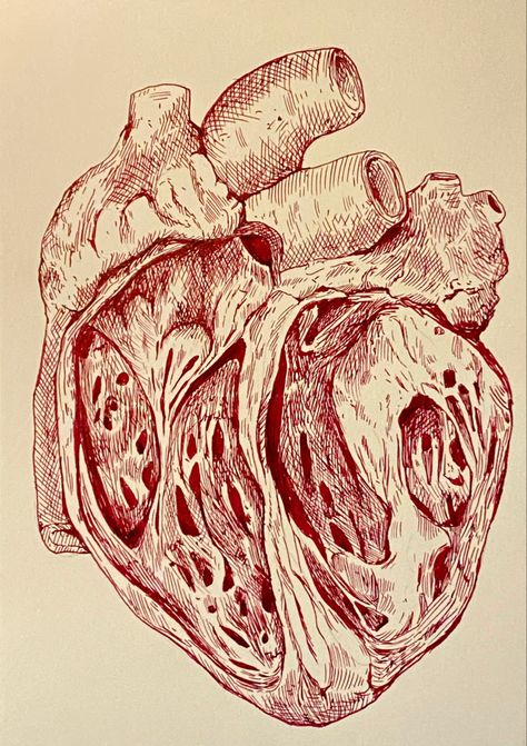 Biology Anatomy Art, Human Organs Art Aesthetic, Anatomy Gcse Art Page, Human Heart Drawing Aesthetic, Anatomical Drawings Medical, Human Anatomy Art Artworks, Biology Sketches, Heart Medical Illustration, Anatomy Drawing Medical Art