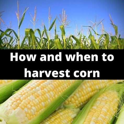 Harvesting corn is a matter of picking the ears when they are ready. After they are picked, there are many different ways you can cook or store the corn for later. When To Harvest Corn, Harvesting Corn, Corn Garden, Vegetables Growing, Monarch Butterfly Garden, Harvest Corn, Growing Plants Indoors, Ears Of Corn, Gardening Flowers