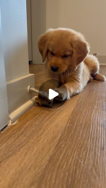 Gravy The Golden on Instagram: "Welcome To My Life, I’m Gravy 🐾 8 week old golden retriever puppy 💙 #goldenretriever #goldenretrievers #goldenretrieversofinstagram #goldenretrieverpuppy #goldenretrieverlovers #goldenretrieverlove #goldenretrievertoday #goldenretrieversworld #goldenretrieversrule #goldenretrieverlover #goldenretrieverpuppies #goldenretrieverofinstagram #goldenretriverworld #goldenretrieversofig #goldenretrieverclub #goldenretriever360 #goldenretrieverfunny" Cute Puppies Golden Retriever, Mini Golden Retriever, Golden Retriever Gif, Golden Retriever Baby, Welcome To My Life, Old Golden Retriever, Golden Puppies, Golden Retriever Funny, Golden Puppy