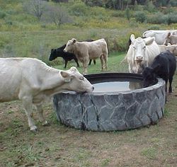 Cattle Kraal Ideas, Cattle Water Trough Ideas, Goat Water Trough, Cattle Feeder Ideas, Cattle Water Trough, Cow Shed Design, Feeder Cattle, Cattle Feeder, Pasture Management