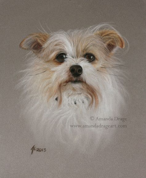 Drawing Of Dog, Pet Portraiture, Pastel Artwork, Pastel Portraits, Colour Pencil, Pastel Pencils, Breed Dogs, Mixed Breed Dogs, Coloured Pencils