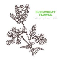 Buckwheat Flower Tattoo, Buckwheat Tattoo, Male Models Tattoo, Buckwheat Flower, Honey Flower, Background Floral, Vector Sketch, Plant Drawing, Dream Tattoos