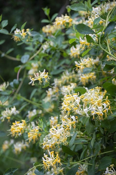 Wild Honeysuckle flowering in mid summer in the English countryside Climbing Hydrangea Vine, Honeysuckle Plant, Hydrangea Vine, Greenhouse Construction, Plant Palette, Wild Honeysuckle, Garden Problems, Clematis Plants, Wall Climbing