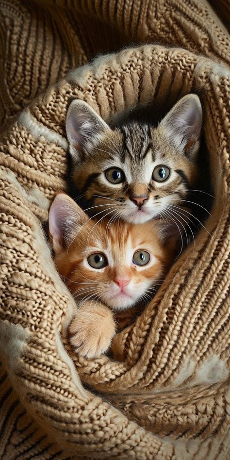 Kitten Photoshoot Ideas, Kitten Photography, Pictures Of Cats, Cat Picture, Kitten Photos, Söt Katt, Image Chat, Gorgeous Cats, Silly Cats Pictures