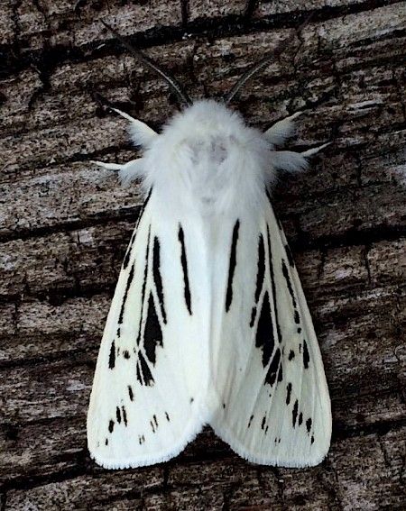 White Ermine Spilosoma lubricipeda - UKMoths White Moths, White Ermine, Poodle Moth, Funny Animal Art, White Moth, Colorful Moths, Cute Moth, Beautiful Insects, Tattoo Animal