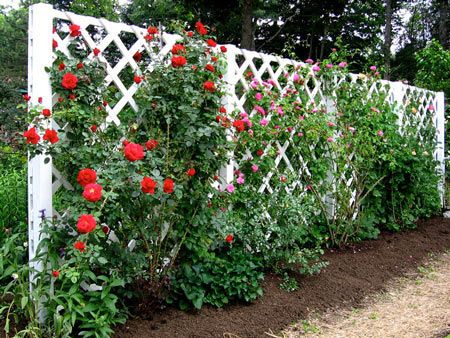 Garden Privacy, Lattice Fence, Garden Vines, Diy Fence, Easy Landscaping, Fence Landscaping, Garden Trellis, Garden Fencing, Morning Glory