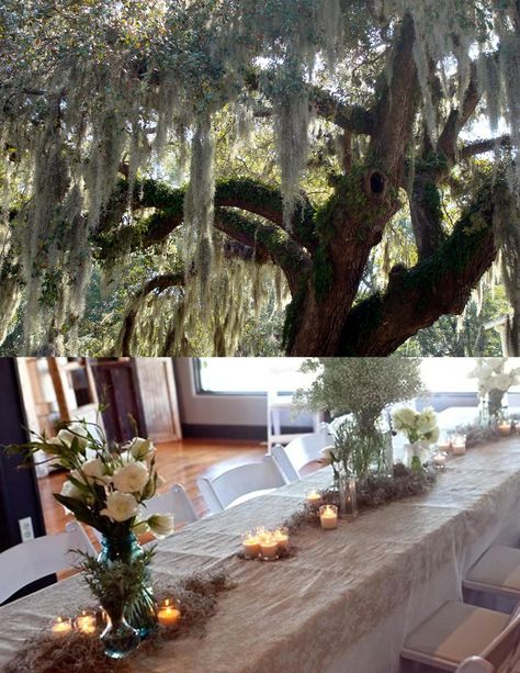 spanish moss as table decor Moss Centerpiece Wedding, Spanish Moss Wedding, Moss Wedding Decor, Moss Table, Lime Wedding, Moss Centerpieces, Spring Wedding Outfit, Moss Wedding, Jordan Wedding