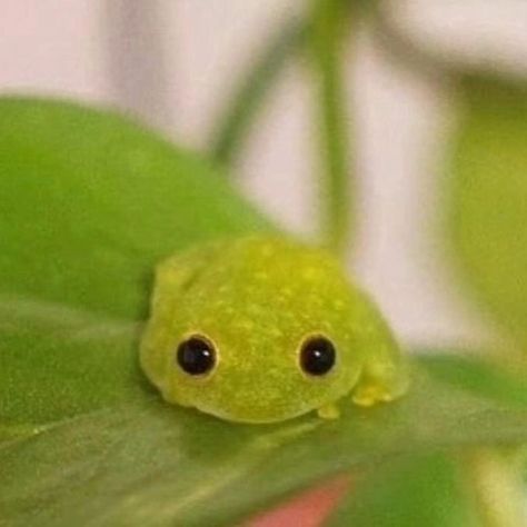 So stinkin' cute! Reposted @frog_lover.society Tiny frog 🐸 pick your favorite from 1 to 10 🤩🤩 #froggyfriday #Friday #friyay Via @a.sewoon Pet Frogs, Frog Meme, Pet Ducks, Frog Pictures, Glass Frog, Cute Small Animals, Funny Frogs, Cute Animal Drawings Kawaii, Super Cute Animals