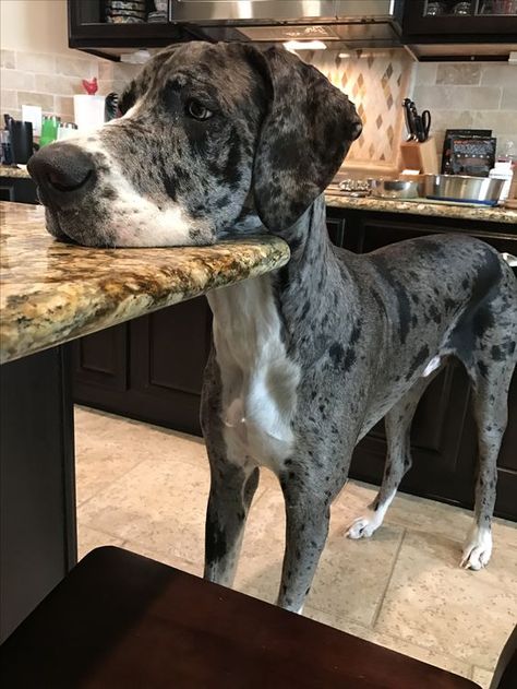 Dogs Great Dane, Great Dane Mixed With Doberman, Great Dane Blue Merle, Gray Great Dane, Great Dane German Shepherd Mix Dogs, Great Dane Merle, Black Great Dane Aesthetic, Great Dane Aesthetic, Grate Danes