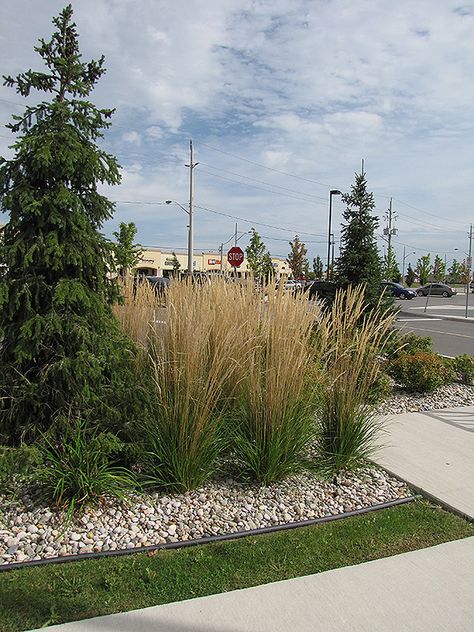 Click to view a full-size photo of Karl Foerster Reed Grass (Calamagrostis x acutiflora 'Karl Foerster') at Stein's Garden & Home Calamagrostis X Acutiflora 'karl Foerster', Karl Foerster Grass Landscaping Ideas, Feather Reed Grass Landscaping, Karl Foerster Grass Landscaping, Karl Forester, Garden Rockery, Garden Edge, Feather Reed Grass, Garden Board