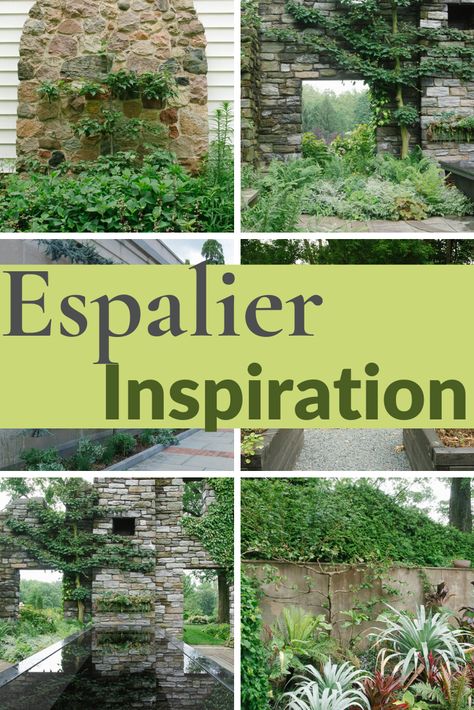 I admit I’m an espalier novice. When I first saw an espalier tree (I’m guessing on “Gardener’s World” or in a British gardening magazine), I thought I had stumbled upon some great European secret. Silly me. Espalier is happening everywhere, and it’s definitely growing in popularity in North America. #gardening #gardeningtips #garden #espalier Espalier Trees Fence, Apple Espalier Fruit Trees, Evergreen Espalier, Espalier Fruit Trees Fence, Espalier Diy, Espalier Wall, Espalier Fence, Kitchen Courtyard, Espalier Trees