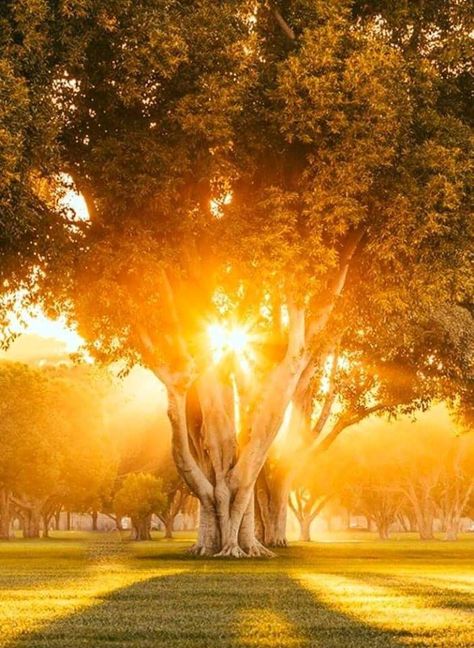 Text And Image, Sri Sri Ravi Shankar, Ravi Shankar, Podcast Topics, Sri Sri, Tree Roots, Beautiful Sunrise, No Fear, Beautiful Tree