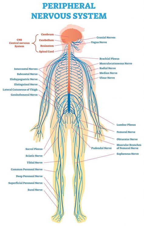 CMT 101: Understanding CMT & the Peripheral Nervous System - CMT Research Foundation Nervous System Anatomy, Medical Vector, Radial Nerve, Sensory Nerves, The Peripheral, Median Nerve, Peripheral Nervous System, Medical Health Care, Peripheral Nerve