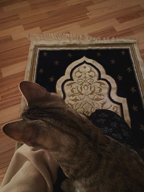 Cat Praying Islam, Praying Muslim Aesthetic, Praying Islam Aesthetic, Praying Aesthetic Islam, Islam Praying, Praying Islam, Muslim Cat, Muslims Praying, Praying Muslim