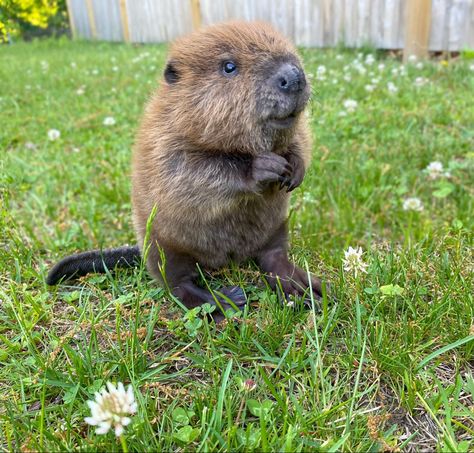 Beaver Tattoo, Beaver Illustration, Beaver Pictures, Beaver Drawing, Beaver Animal, Baby Beaver, Beaver Tails, Animal T Shirt, Wildlife Rescue